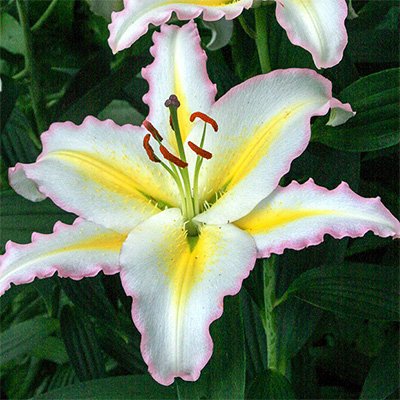 Photo of Lilium 'Primrose Hill' flower by Phoenix Perennials and Specialty Plants Ltd.