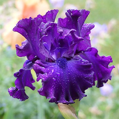 Photo of Iris 'Berry Fulfilling' flowers by Phoenix Perennials and Specialty Plants Ltd.