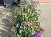 Limonium