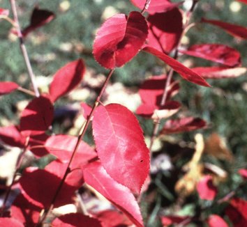 Photo of Amelanchier x grandiflora 'Princess Diana' foliage by Briggs Plant Propagators