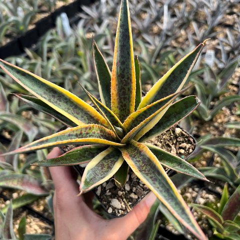 x Mangave 'Pineapple Punch' PP32041 | Agave 'Pineapple Punch' | plant lust