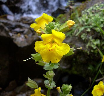 Photo of Mimulus guttatus flower by Christophermluna