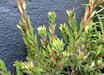 Callistemon