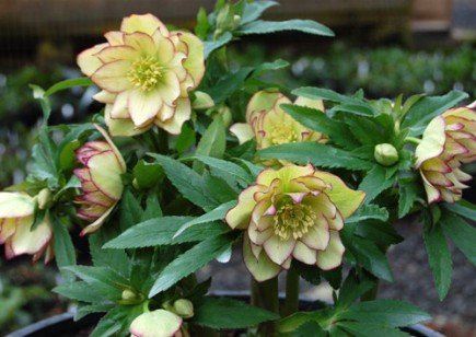 Helleborus x hybridus 'Golden Lotus' (Winter Jewels series