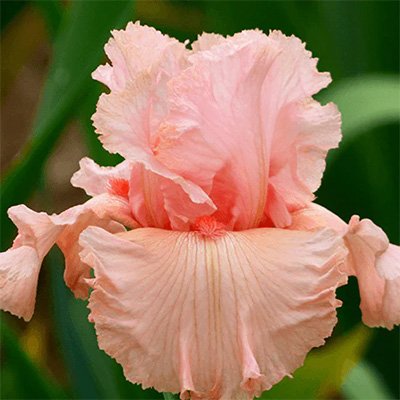 Photo of Iris 'Angel's Rest' flower by Phoenix Perennials and Specialty Plants Ltd.