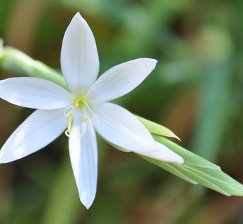 Photo of Hesperantha coccinea f. alba flower by Jean-Michel Moullec