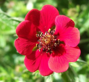 Photo of Potentilla atrosanguinea flower by Jerzy Opioła