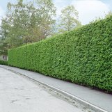 Carpinus betulus | European Hornbeam | plant lust