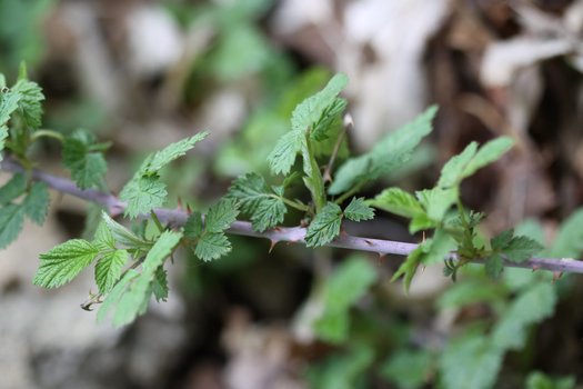 Photo of Rubus leucodermis foliage, stem by Andrey Zharkikh
