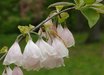Halesia