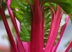 Magenta Sunset Chard
