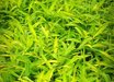 Phyllostachys