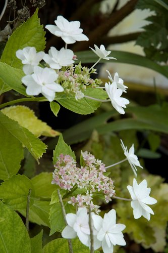 Hydrangea serrata 'Fuji-no-taki' | Hydrangea serrata 'Fuji