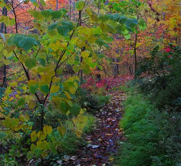 Photo of Cercis canadensis 'Hearts of Gold' foliage by Karl Gercens III