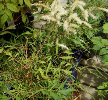 Photo of Aruncus dioicus Whirlwind flower by Karl Gercens III