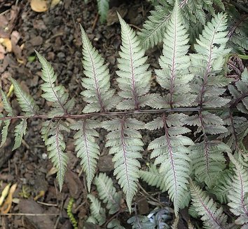 Photo of Athyrium niponicum foliage by Krzysztof Ziarnek, Kenraiz