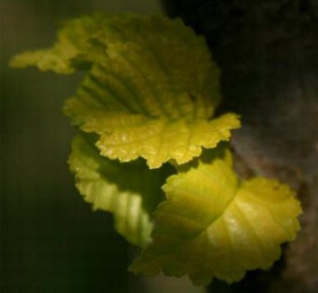 Photo of Ulmus x viminalis 'Aurea' foliage by Hoot Owl Hollow Nursery