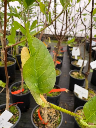 Photo of Magnolia 'Flamingo' foliage by plant lust