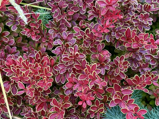 Photo of Berberis thunbergii 'Admiration' PP16921 by Patricia Cunningham