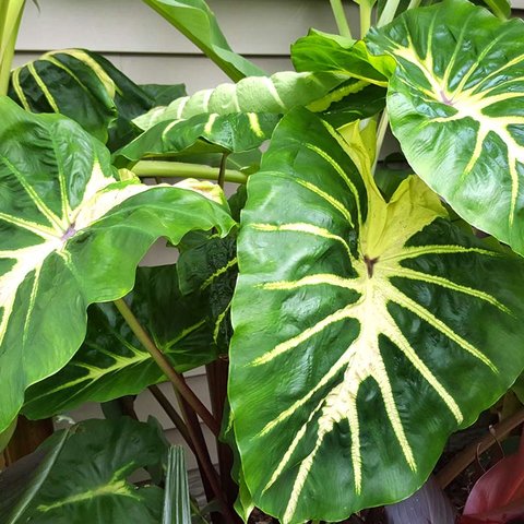 Colocasia LIVE TROPICAL PLANT White Lava Elephant Ear Colocasia LIVE TROPICAL PLANT White Lava Elephant Ear