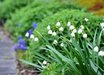 Leucojum