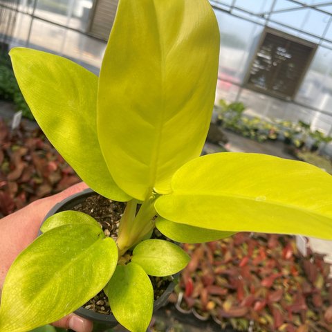 Philodendron 'Malay Gold' | | plant lust
