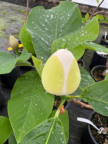 Photo of Magnolia x wieseneri bud by plant lust