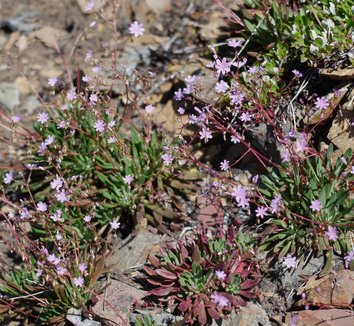 Photo of Lewisia columbiana flower by Evan Bean