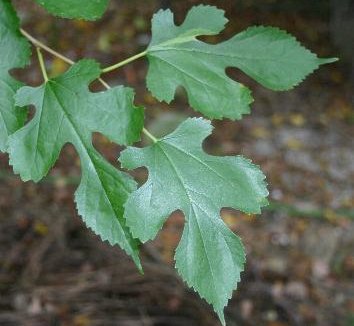 Photo of Morus alba 'Unryu' foliage by Hoot Owl Hollow Nursery