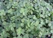 Acaena