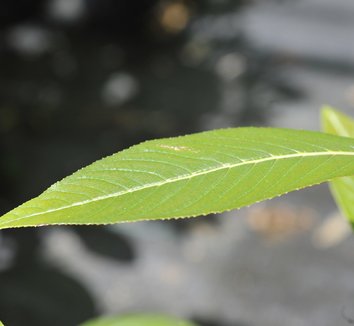 Photo of Salix fargesii foliage by plant lust
