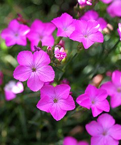 Dianthus pyrenaicus Dianthus pyrenaicus 'Pyrenean Pink' plant lust