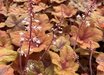 x Heucherella