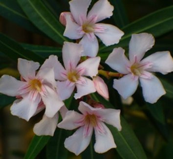 Photo of Nerium oleander 'Mrs. Bonnie McMillian' flower by Almost Eden