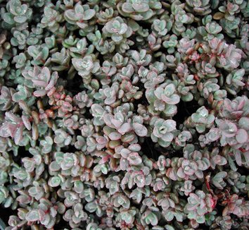 Photo of Sedum pluricaule var. ezawae foliage by Intrinsic Perennial Gardens