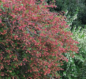 Photo of Ribes x gordonianum flower by Cistus Nursery