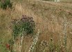 Centaurea