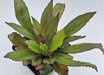 Lobelia