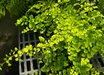 Adiantum