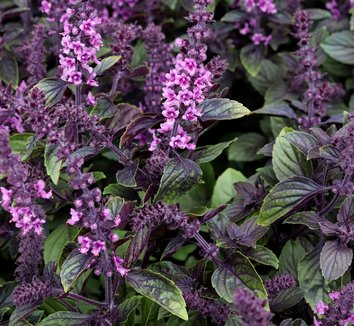 Photo of African Blue Basil by Annie's Annuals & Perennials