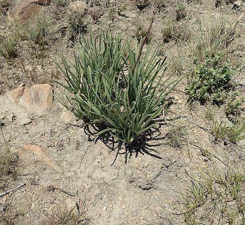 Photo of Aloe dominella form by Peter Warren