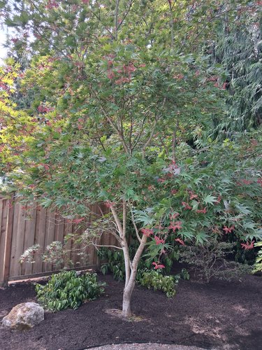 Photo of Acer palmatum 'Azuma murasaki' by Lillian 