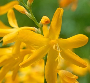 Photo of Crocosmia 'George Davison' flower by Old House Gardens