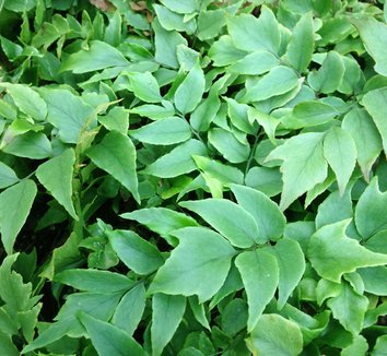 Photo of Cyrtomium fortunei var. clivicola foliage, form by Sebright Gardens