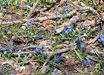 Scilla
