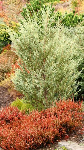 Juniperus scopulorum 'Sparkling Skyrocket' | Sparkling Skyrocket
