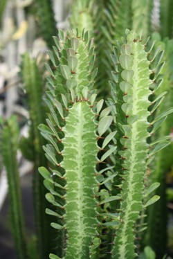 Photo of Euphorbia lactea foliage by Almost Eden