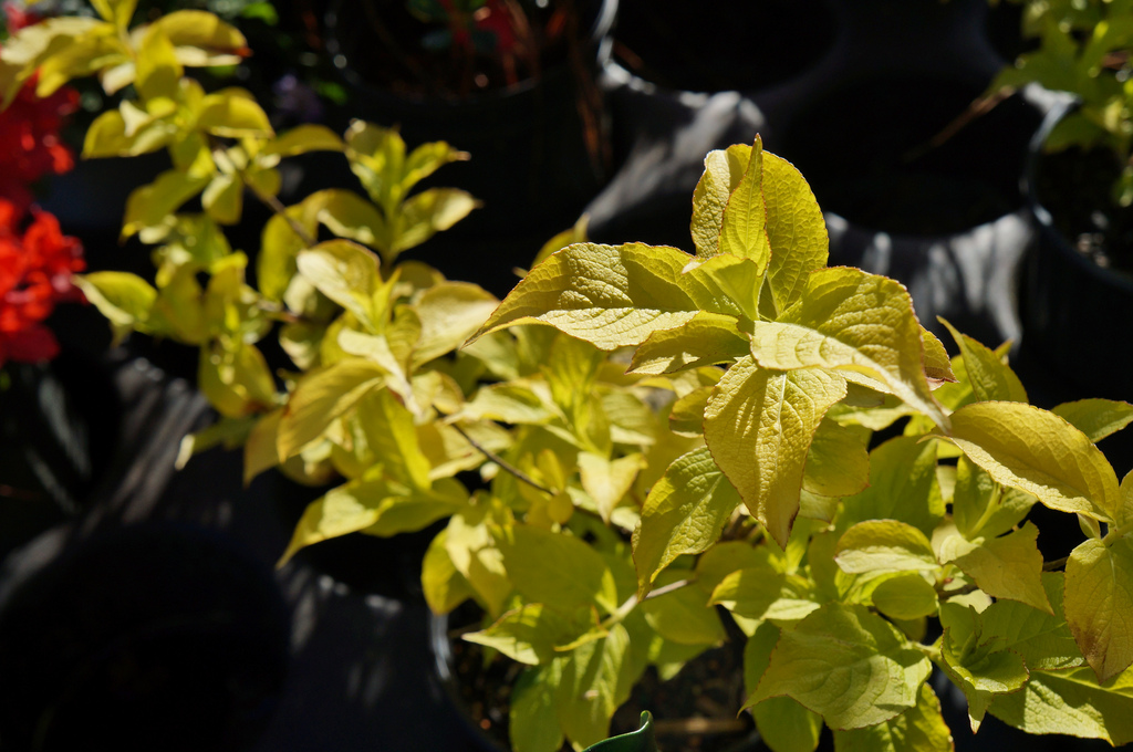 Photo of Abelia x grandiflora 'Hopleys' foliage by Karl Gercens III