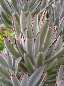 Photo of Kalanchoe tomentosa 'Chocolate Soldier' foliage by Almost Eden