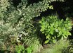 Ligustrum